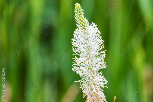 Close up white flower of Plantago in blossom
