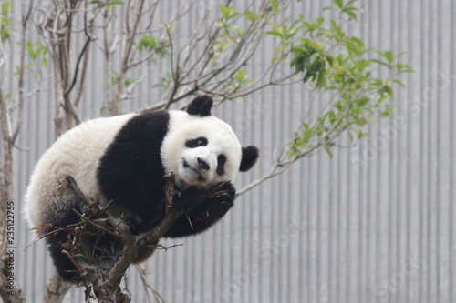 Fototapeta Naklejka Na Ścianę i Meble -  Playful Panda Cub on the Tree, New Wolong, China