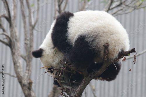 Fluffy Panda Cub on the Tree , Wolong Giant Panda Nature Reserve, Shenshuping, China photo