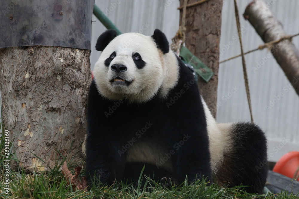 Obraz premium Funny Giant Panda, Bao Bao, Wolong Panda Base,China