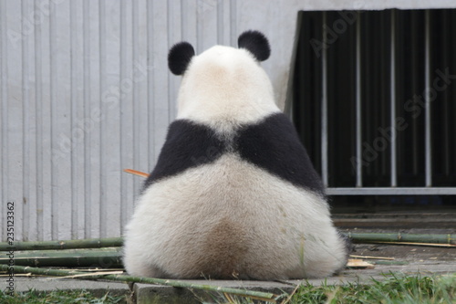 Fototapeta Naklejka Na Ścianę i Meble -  Fluffy Back of Giant Panda