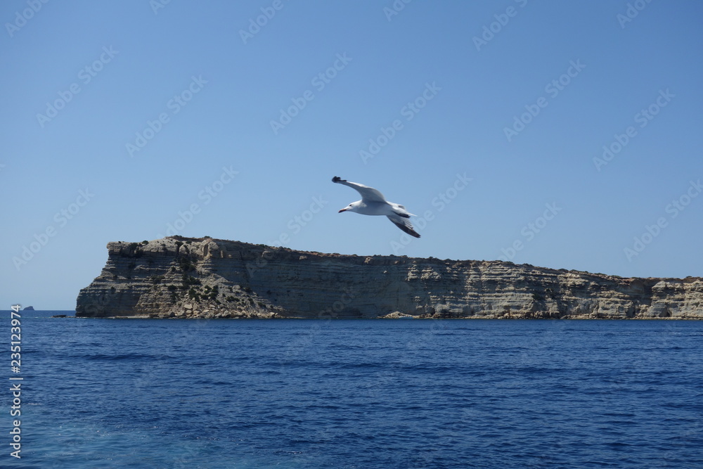 Naklejka premium Seagull in Flight