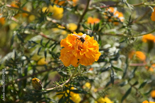 A honey bee drinks the rector from a flowers