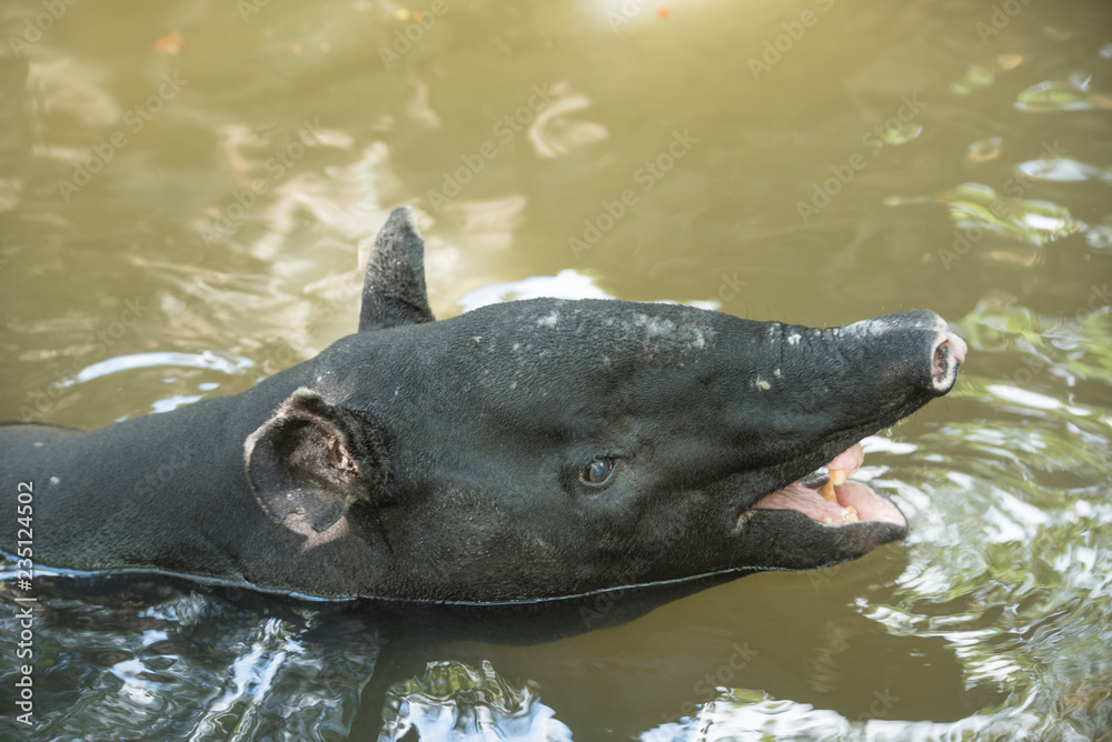 Malayan Tapir animal