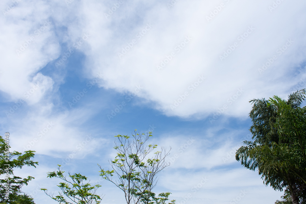 Obraz premium Tree in the sky