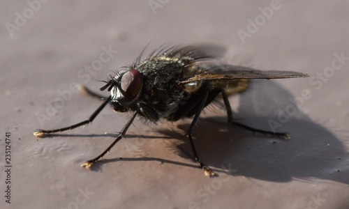 mosca © andrea