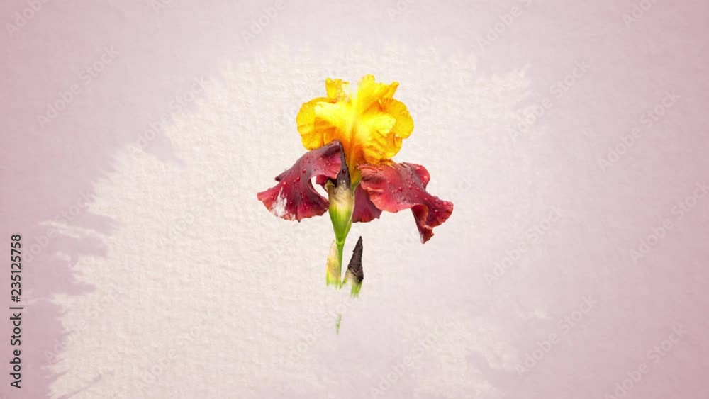 Iris flowers on watercolor paper, animation appearance with watercolor blots. Iris flowers on watercolor paper, animation appearance with watercolor blots.