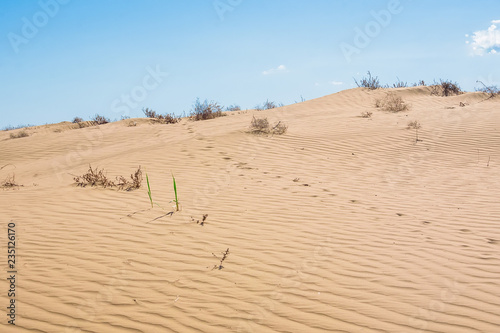 Insect or lizard traces in desert sand