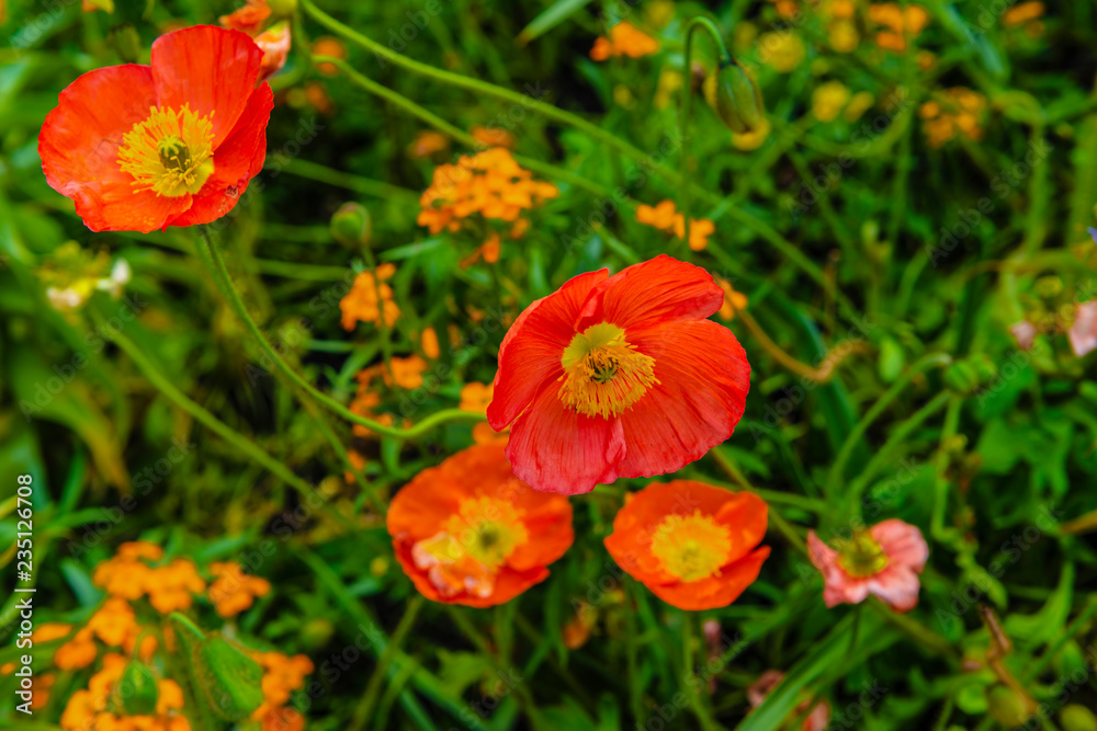 Mohnblumen Blüten