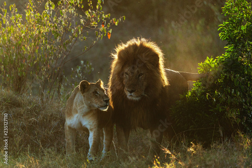 Foto pride of lions in kenya