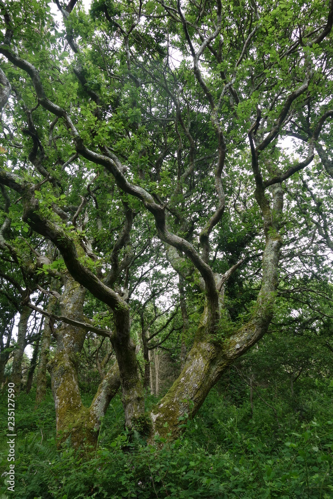 Fototapeta premium Tree in Forest