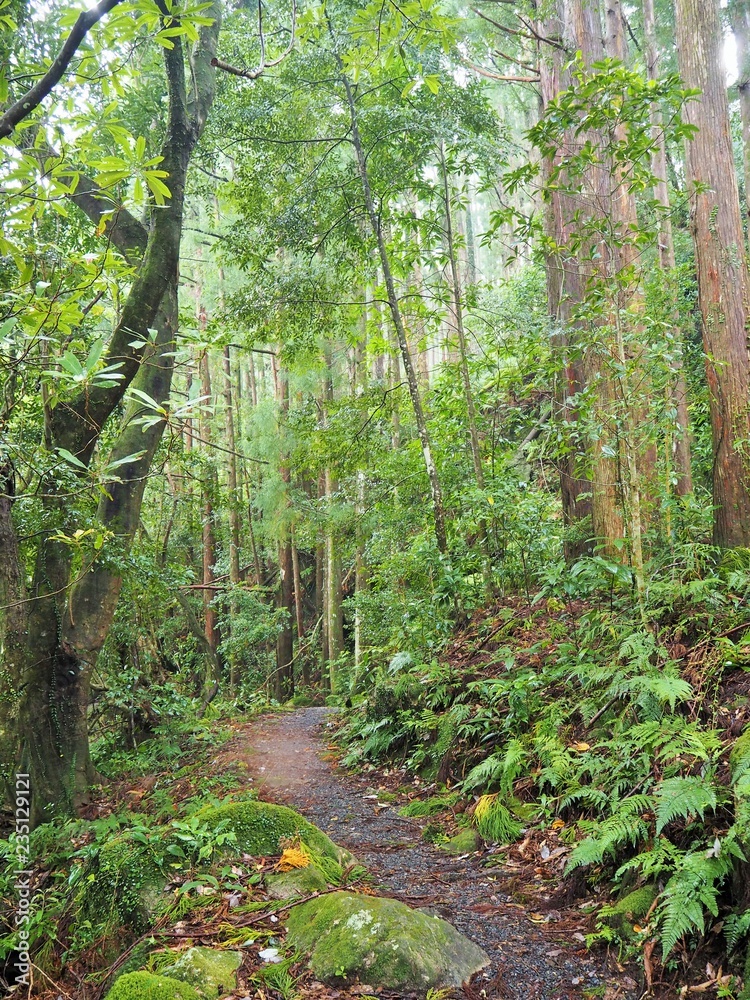 Obraz premium YAKUSHIMA