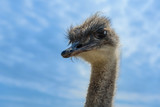 Cute ostrich with brown big eyes on background of blue sky.