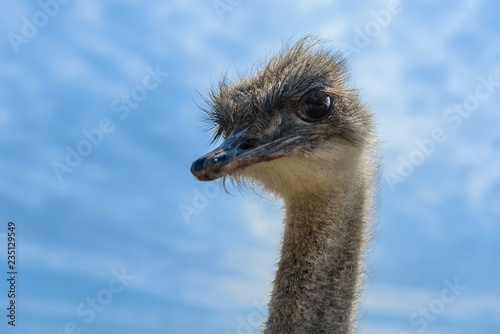 Cute ostrich with brown big eyes on background of blue sky.