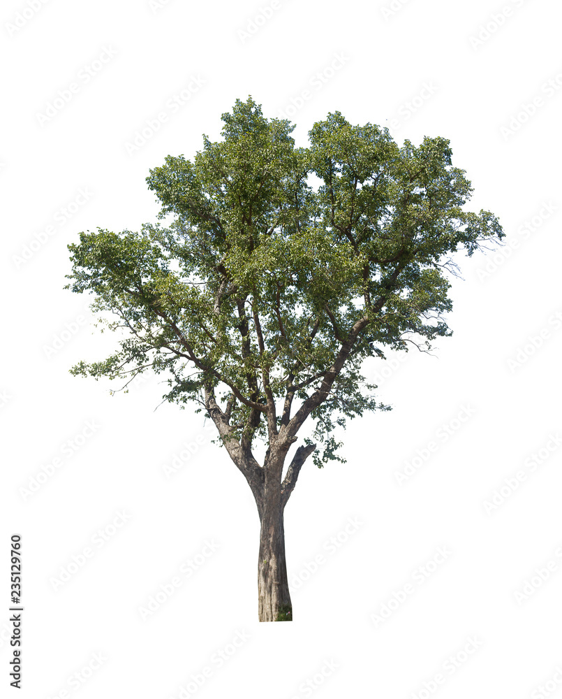 tree isolated on white background, collections tree isolated, tree object tree isolated on white background, collections tree isolated, tree object