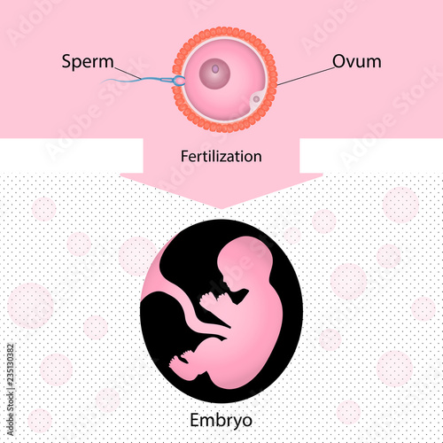 Diagram of fertilization