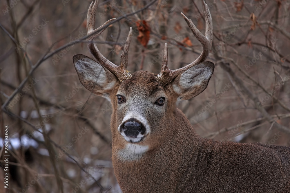 Obraz premium White-tailed deer buck closeup with huge neck and antlers walking through the woods during the rut in autumn in Canada