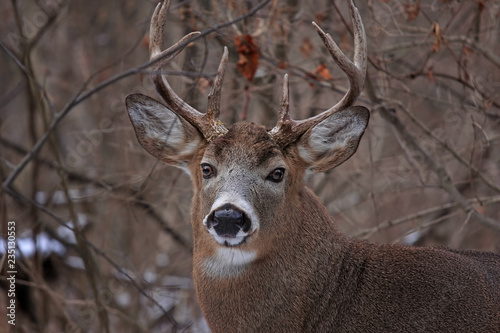 White-tailed deer buck closeup with huge neck and antlers walking through the woods during the rut in autumn in Canada