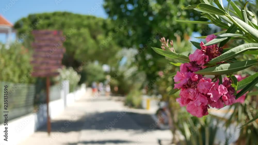 Beautiful pink blossoms in Algarve, Portugal with defocused beach path in background. Shallow depth of field.