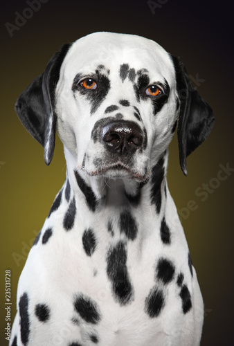 Unhappy Dalmatian dog © VitCOM