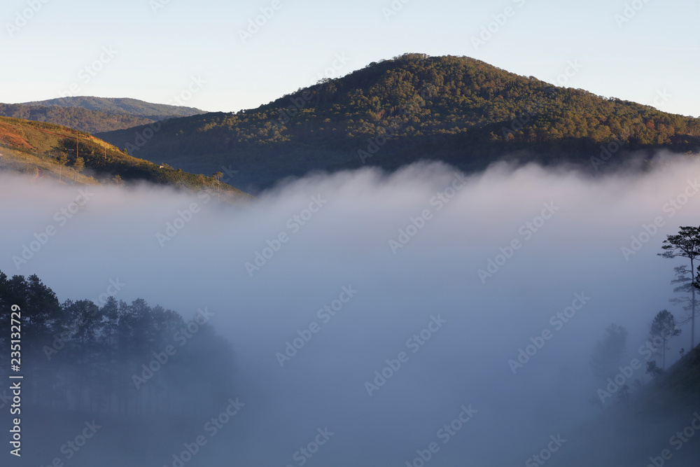 Pine forest valley in mistty sunlight morning