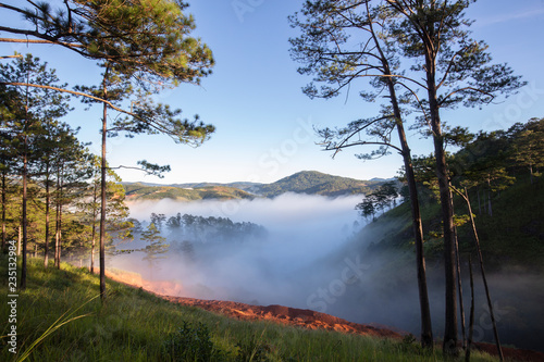 Pine forest valley in mistty sunlight morning