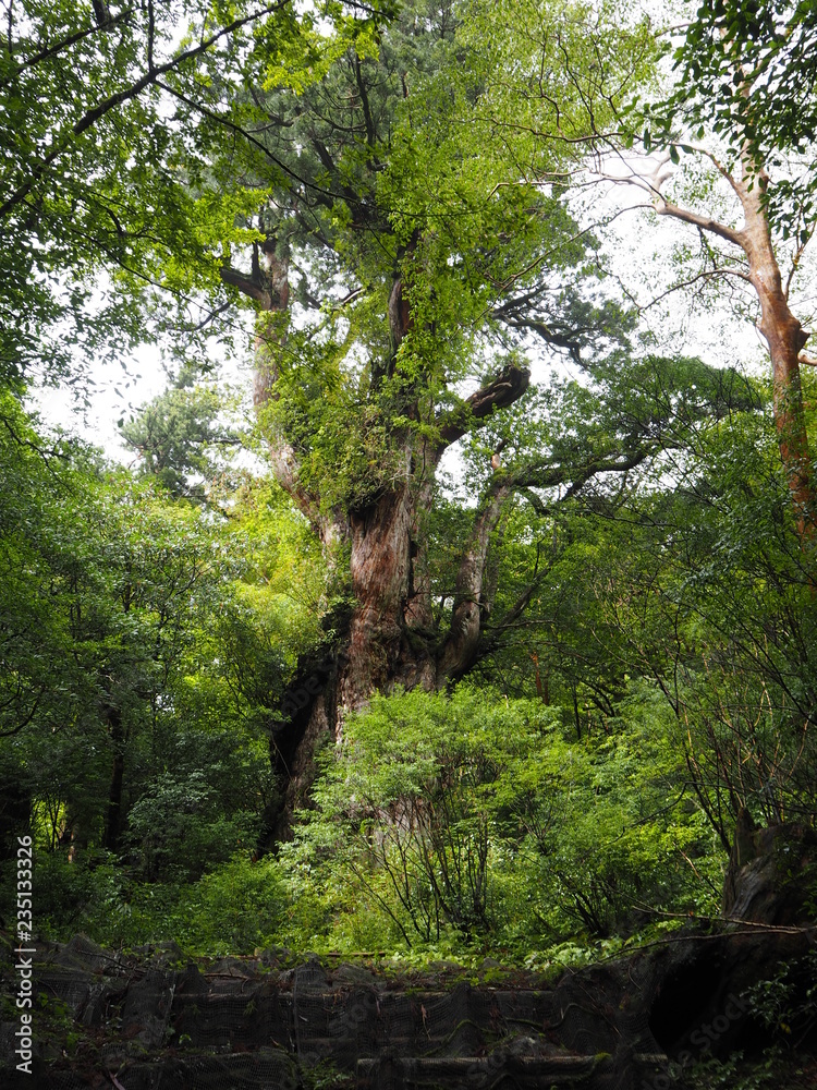 Fototapeta premium YAKUSHIMA