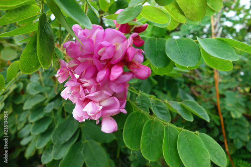 Cassia javanica, Deckname Java Cassia, rosa Dusche, Apfelblütenbaum und Regenbogenregenbaum photo