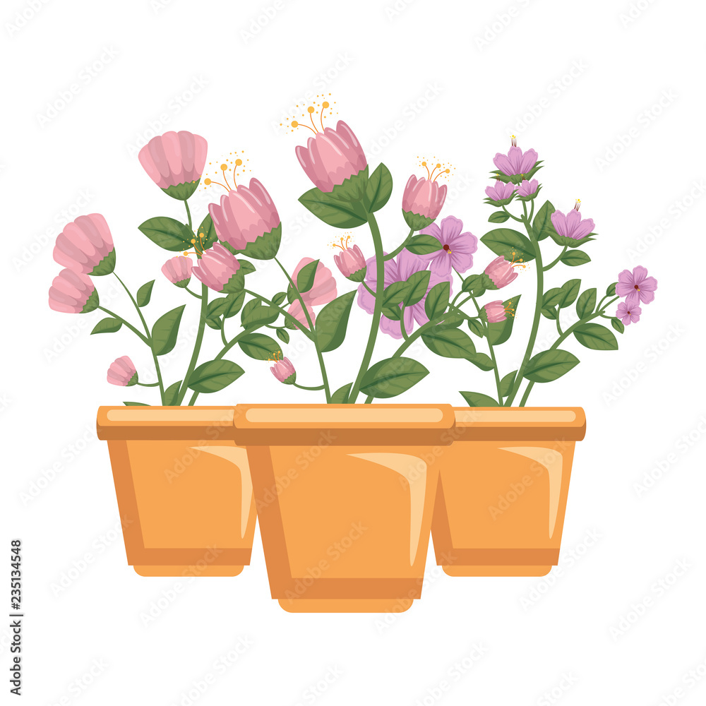flowers houseplants in pots
