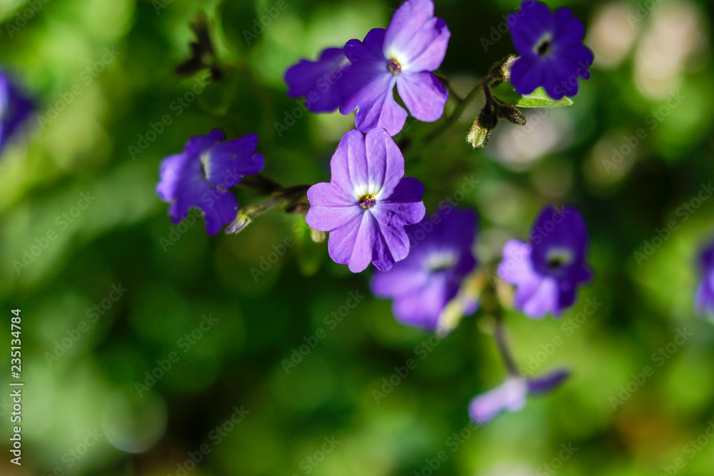 Forget me not blossoming in green background Forget me not blossoming in green background