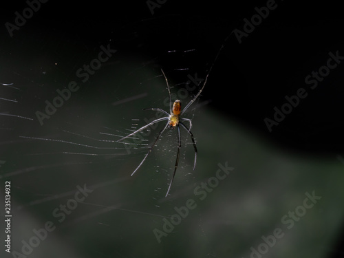 Spider, yellow brown Jumping spider, eyes spider and it's dwelling