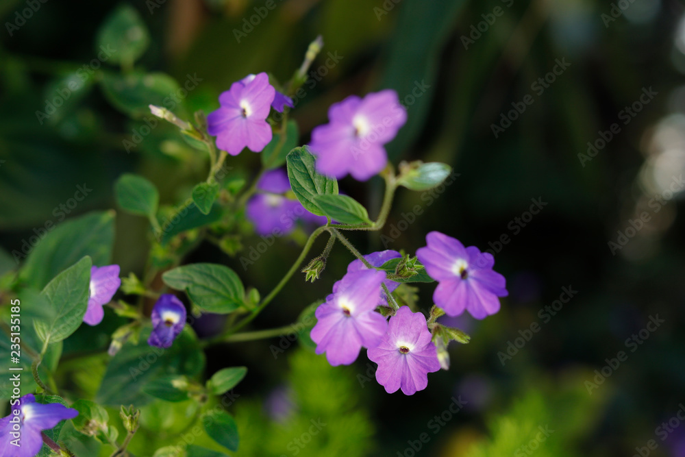 Forget me not blossoming in green background Forget me not blossoming in green background