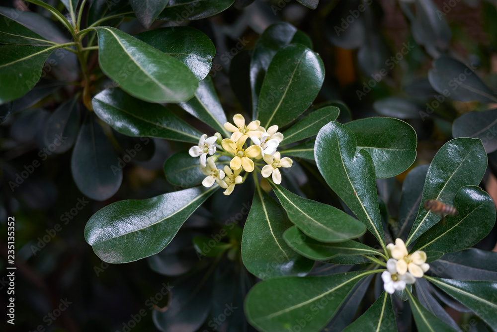 Pittosporum tobira 