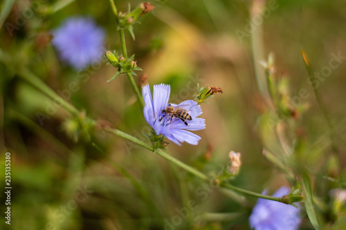 Blume, Biene