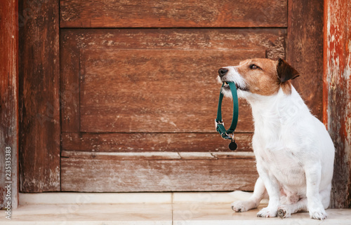 Dog holding in mouth doggy collar with tag sitting in front of shabby wooden doo Fototapet