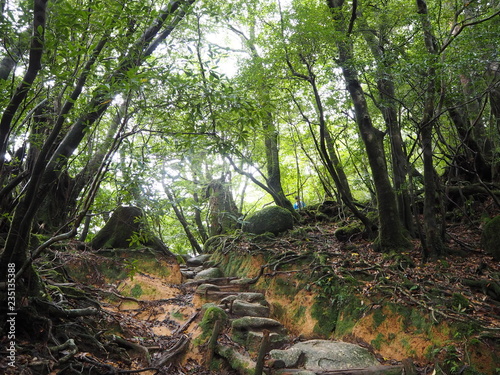 YAKUSHIMA © Twill