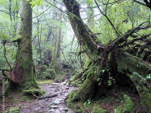 YAKUSHIMA © Twill