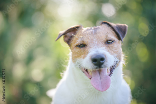 Outdoor headshot portrait of happy Jack Russell Terrier dog with nice bokeh