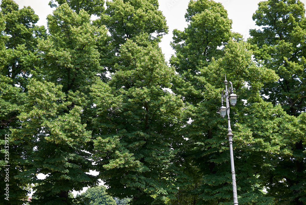 Fototapeta premium Tilia