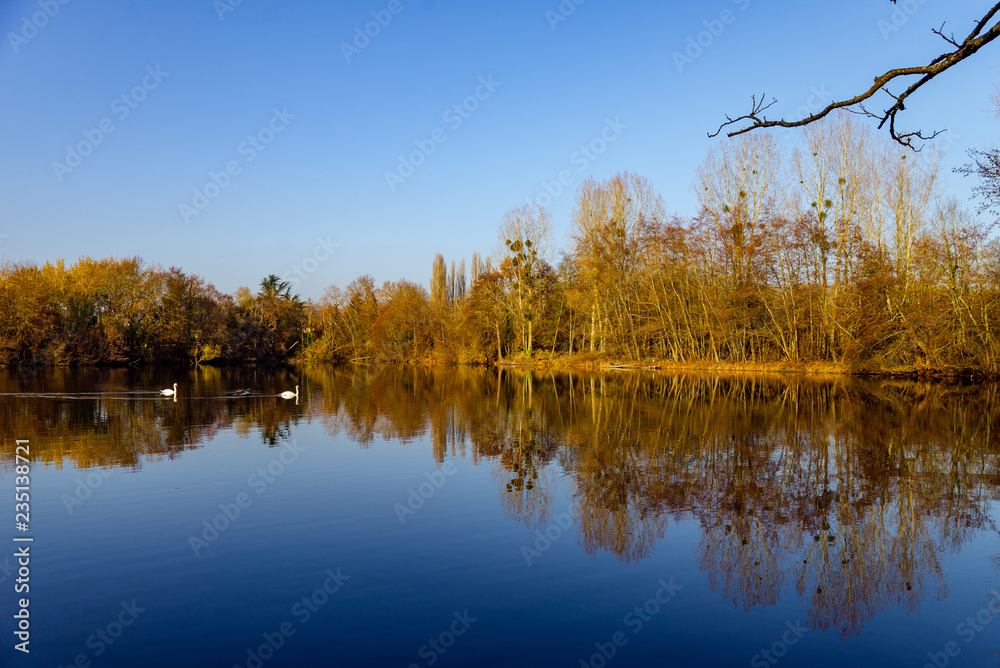 Vue d'un étang en automne où nagent des cygnes