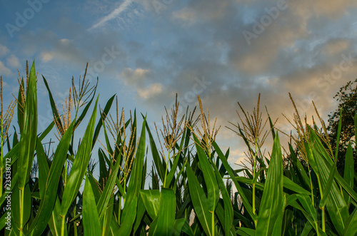 Ma  z y Cielo