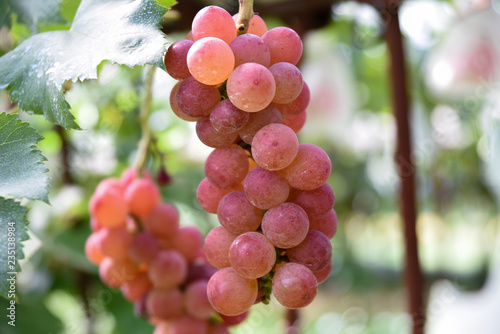 ゴルビー赤いぶどう