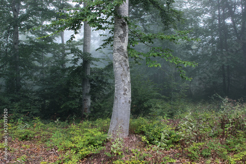 Forest fog green trees