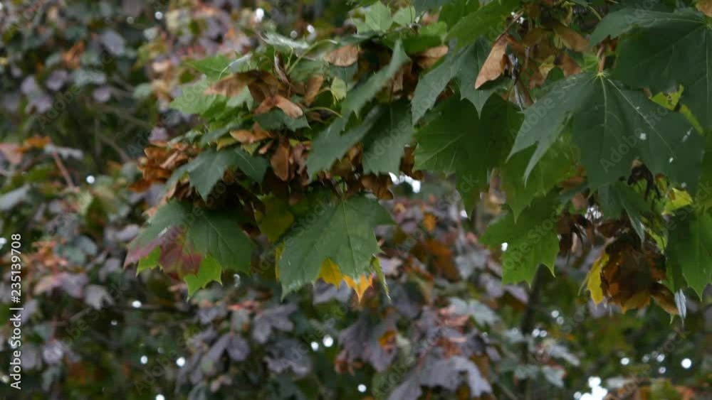Sycamore Tree with helicopter seeds and leaves turning brown in autumn vídeo do Stock Adobe Stock