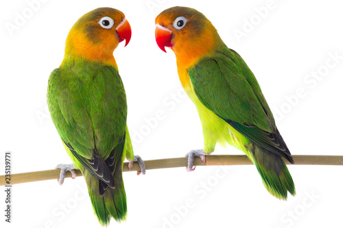  fischeri lovebird parrot photo