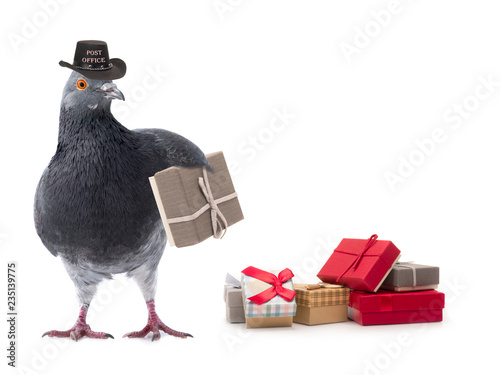 postmaster gray pigeon isolated photo