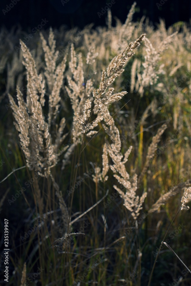 Fototapeta premium Dray grass in fall forest