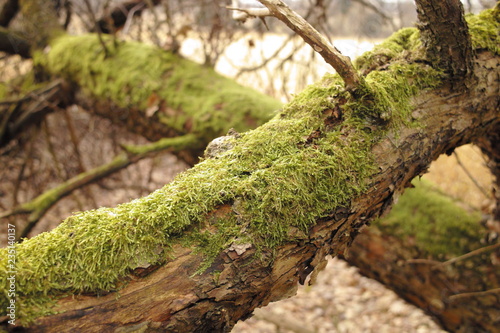 Old dry branch with green moss