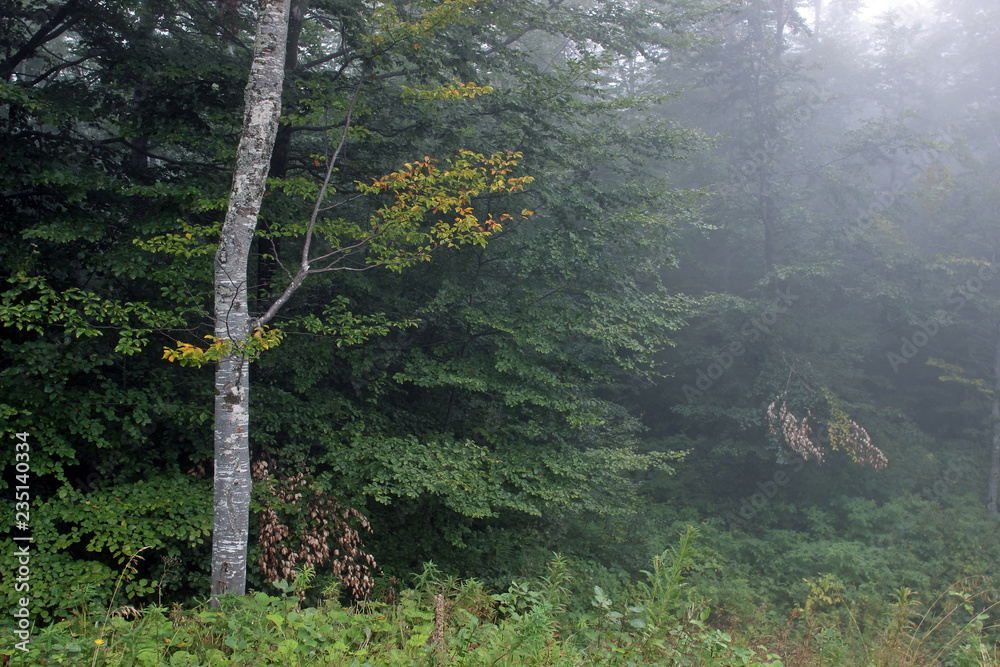 Obraz premium Forest fog green trees