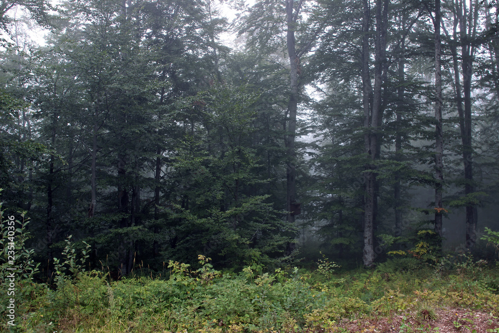 Forest fog green trees Forest fog green trees